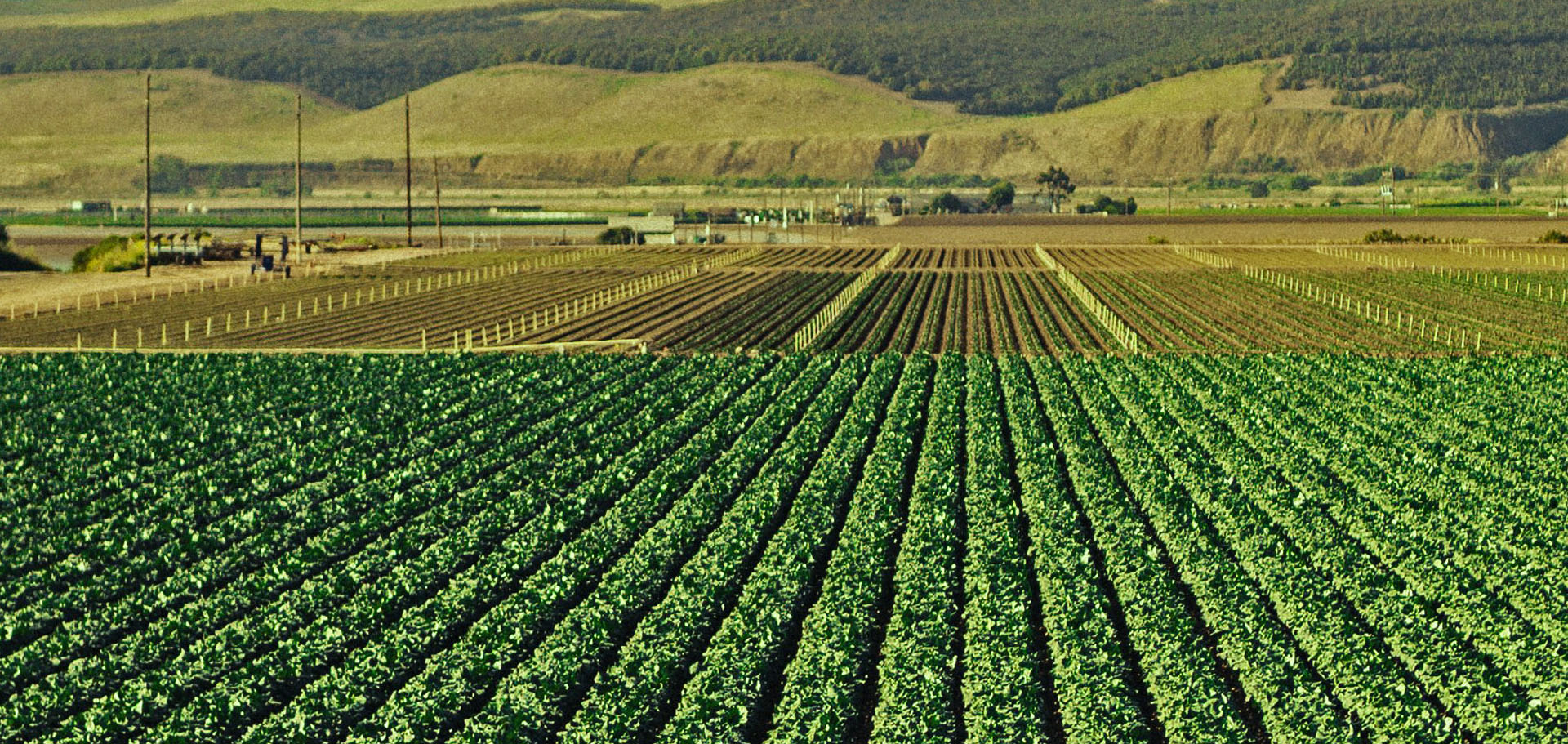 agriculture